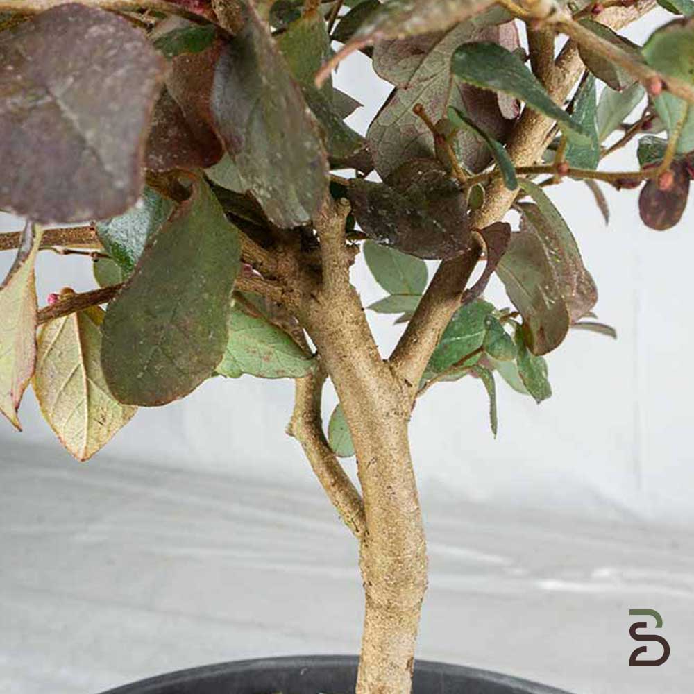 Loropetalo Prebonsai