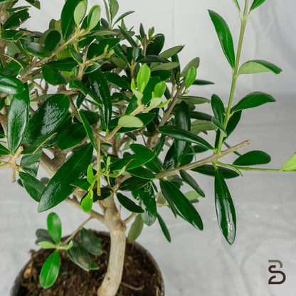 Prebonsai Olivo - 7 anni