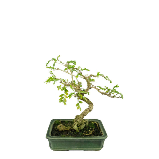 Sesbania Prebonsai 14 anni
