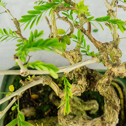 Sesbania Prebonsai 14 anni