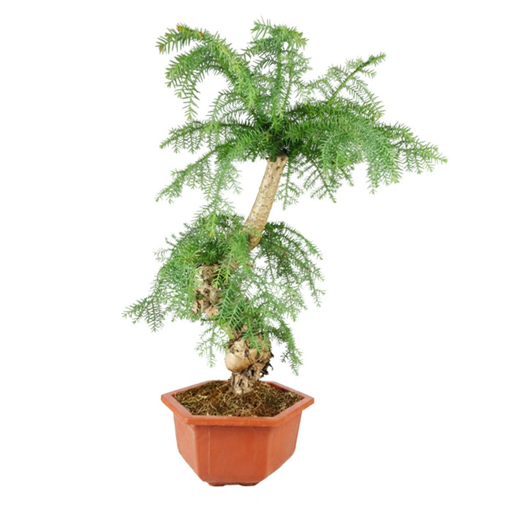 Araucaria Prebonsai