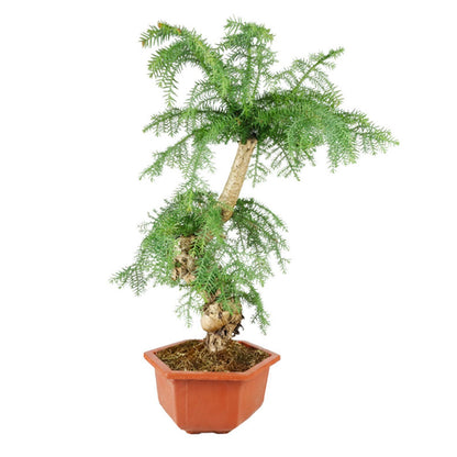 Araucaria Prebonsai