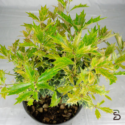 Prebonsai osmanthus