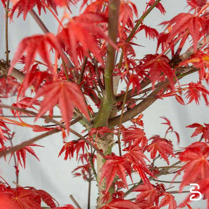 Acero Palmato Deshojo Prebonsai - Età 13 anni