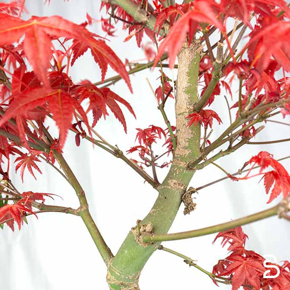 Acero Palmato Deshojo Prebonsai - Età 13 anni