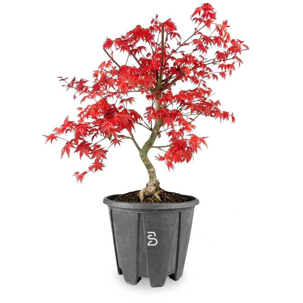 Acero Palmato Deshojo Prebonsai - Età 13 anni