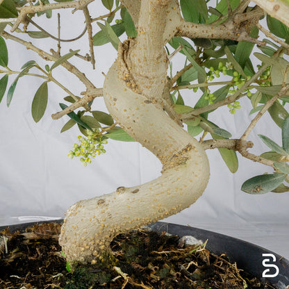 Prebonsai Olivo (Olea europea) 8 anni