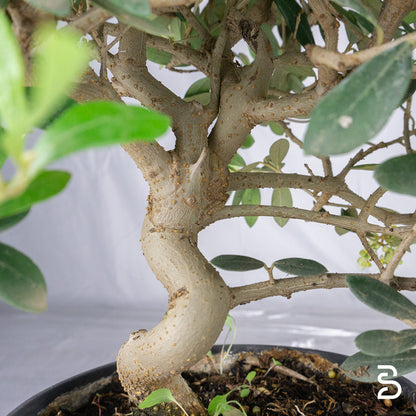 Prebonsai Olivo (Olea europea) 8 anni