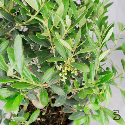 Prebonsai Olivo (Olea europea) 8 anni