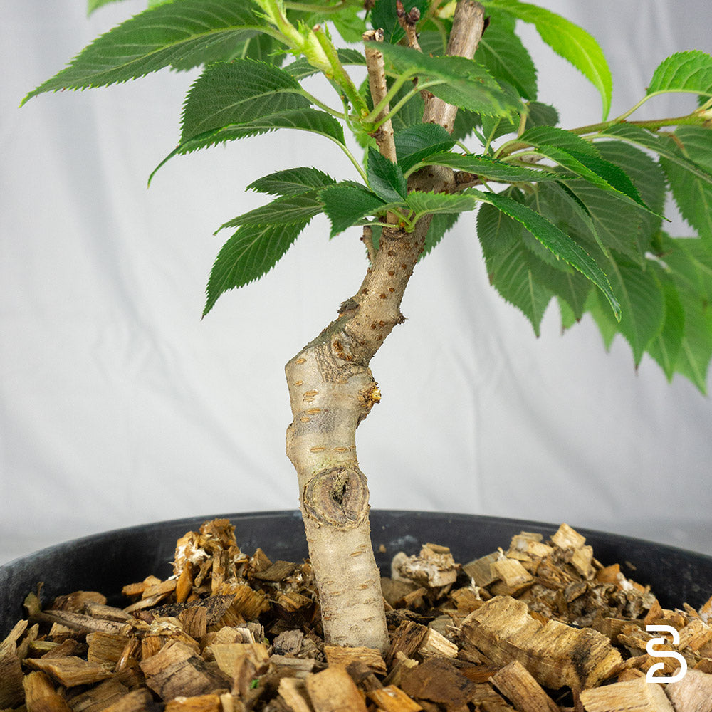 Prebonsai ciliegio (Prunus)