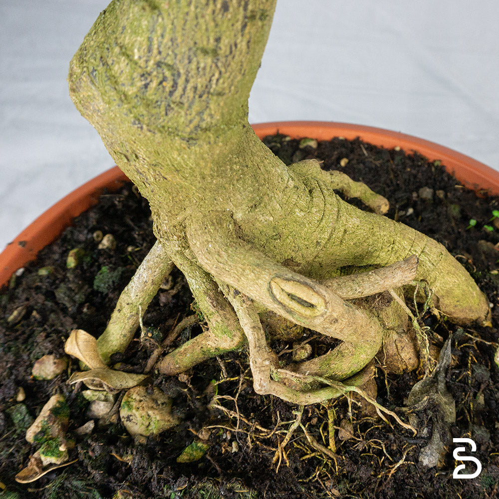 Prebonsai citrus myrtifolia | Età 15 anni
