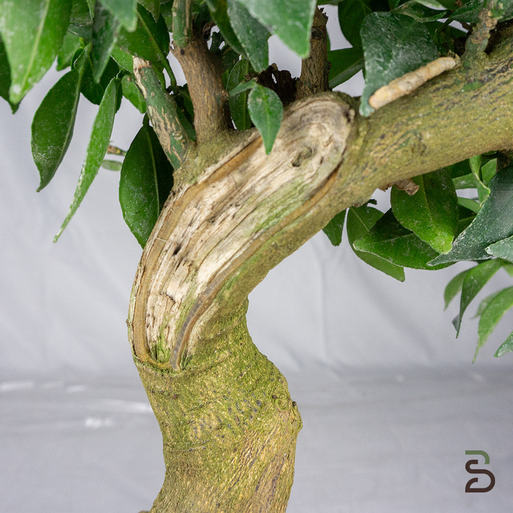 Prebonsai citrus myrtifolia | Età 15 anni