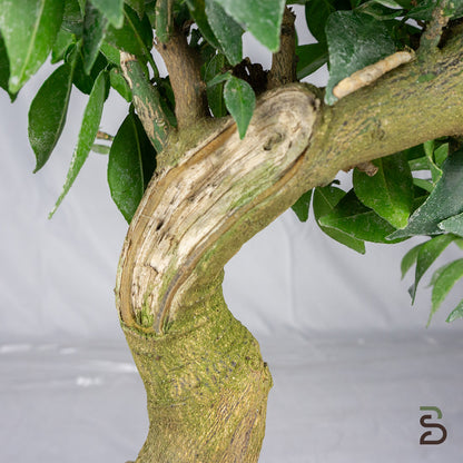 Prebonsai citrus myrtifolia | Età 15 anni