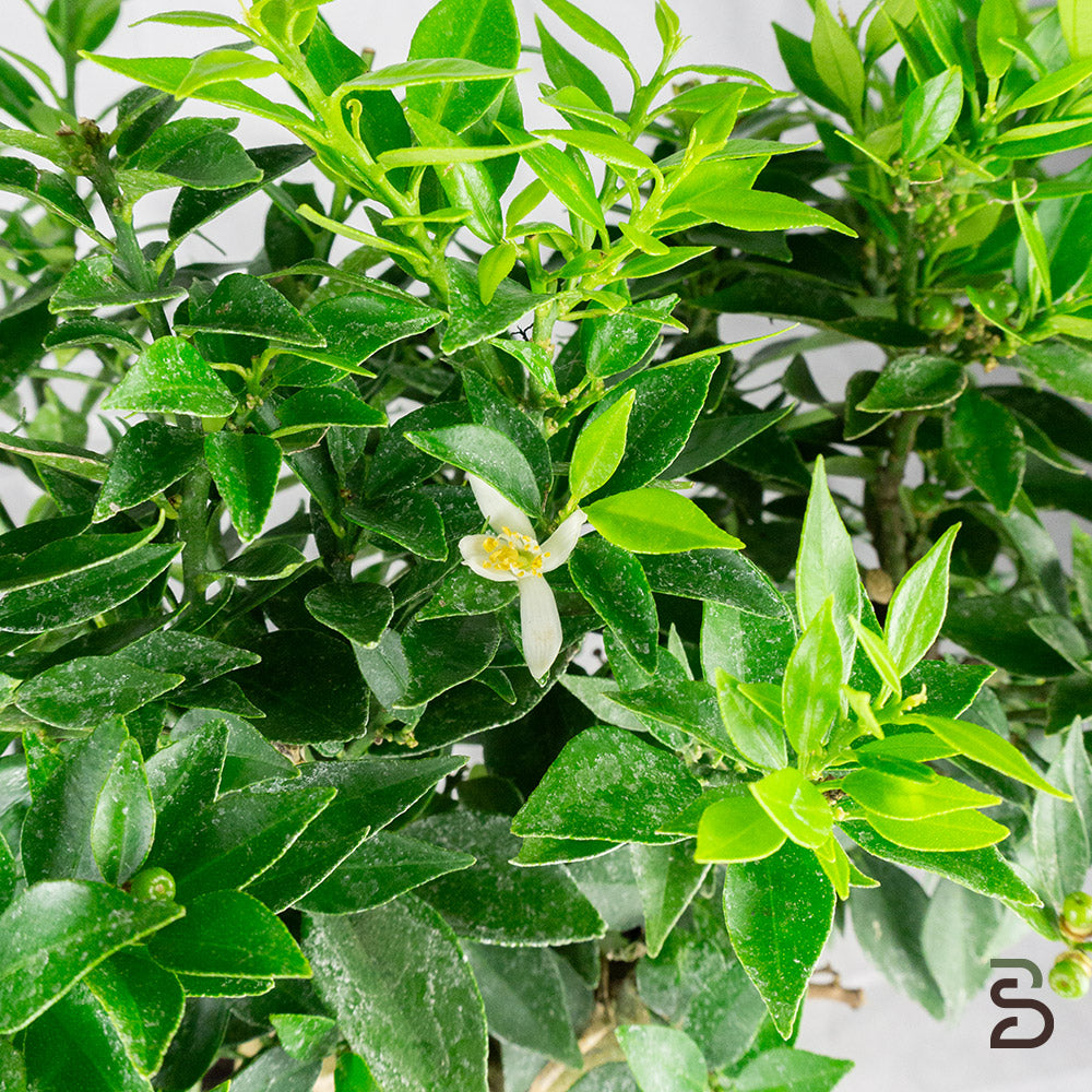 Prebonsai citrus myrtifolia | Età 15 anni