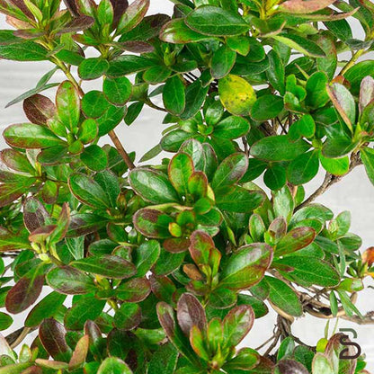 Azalea (Rhododendron indicum) - Prebonsai 9 anni