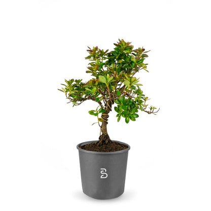 Azalea (Rhododendron indicum) - Prebonsai 9 anni