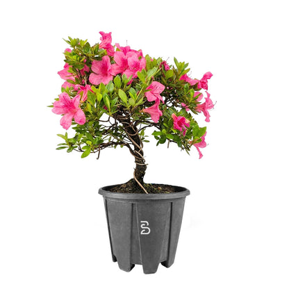 Azalea (Rhododendron indicum) - Prebonsai 9 anni