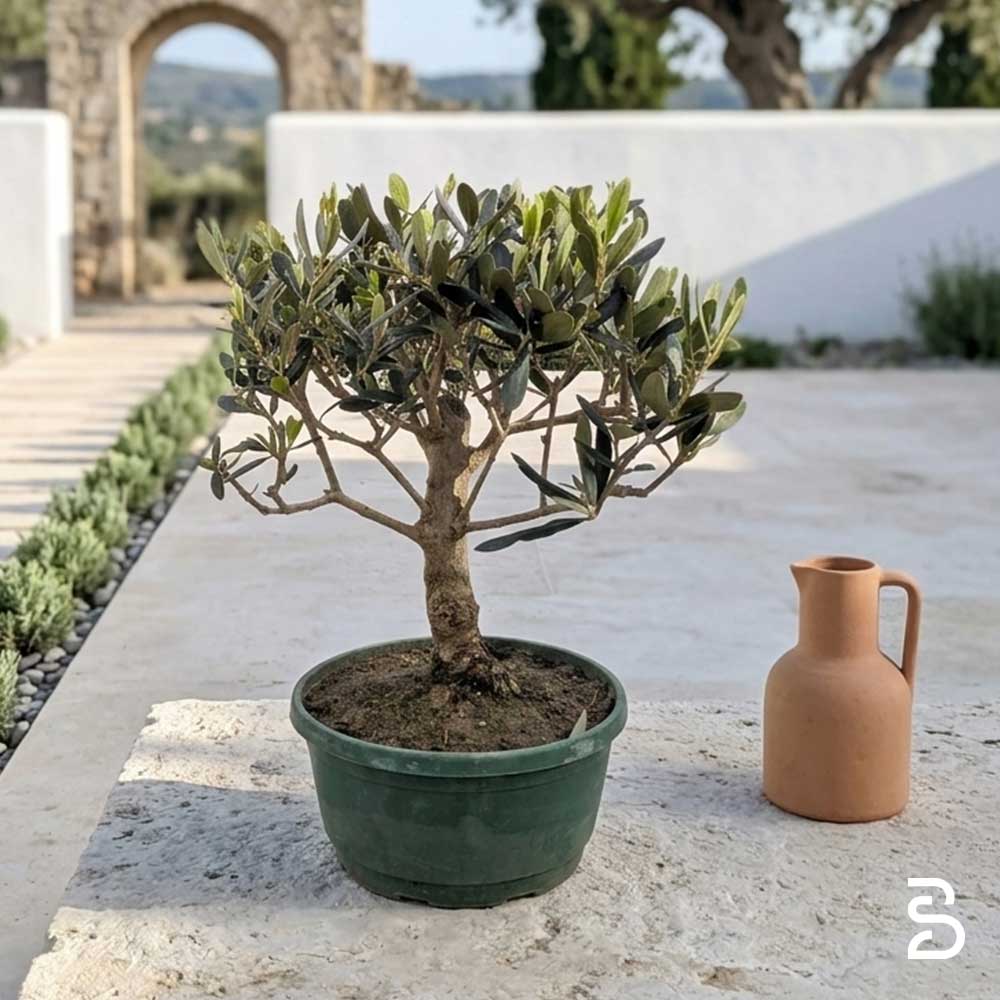 Olivo Prebonsai