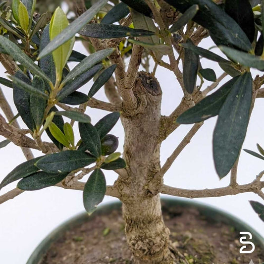 Olivo Prebonsai
