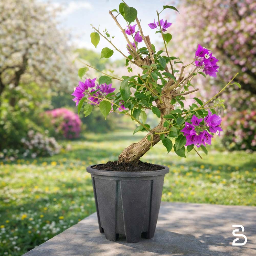 Bougainvillea Prebonsai di 20 Anni