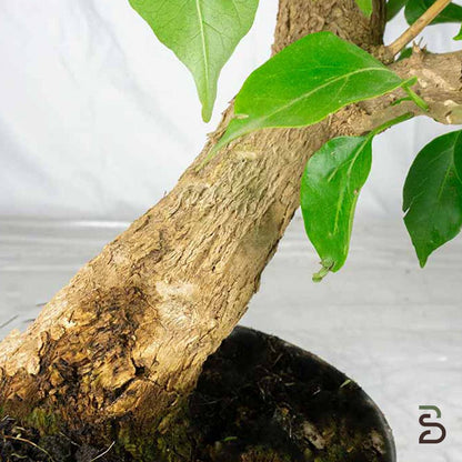 Bougainvillea Prebonsai di 20 Anni