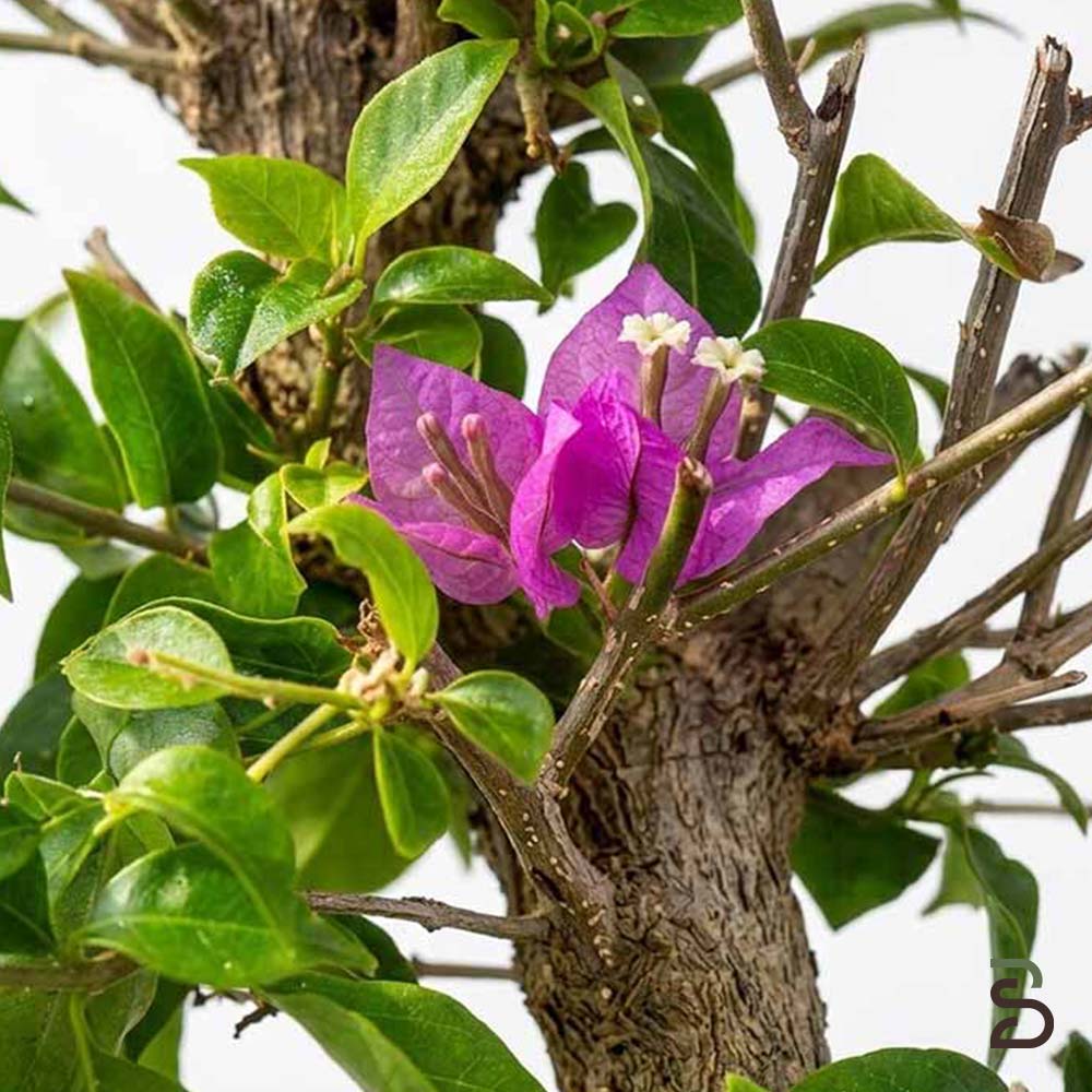 Bougainvillea Prebonsai di 20 Anni