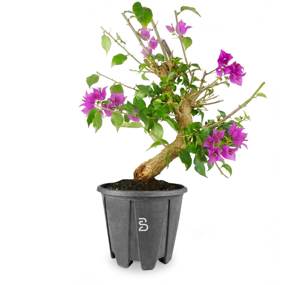 Bougainvillea Prebonsai di 20 Anni