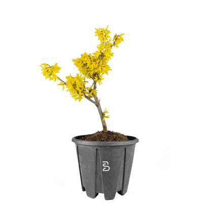 Forsizia Prebonsai