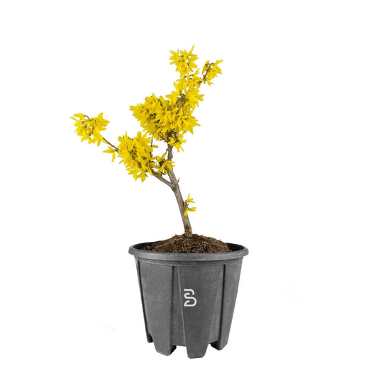 Forsizia Prebonsai