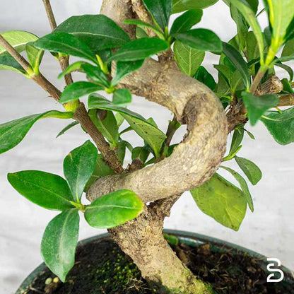 Gardenia Prebonsai - Età 8 anni