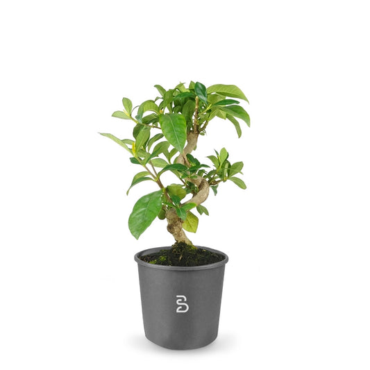 Gardenia Prebonsai - Età 8 anni