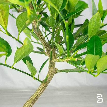 Limequat Prebonsai 7 anni