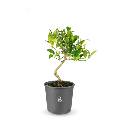Limequat Prebonsai 7 anni