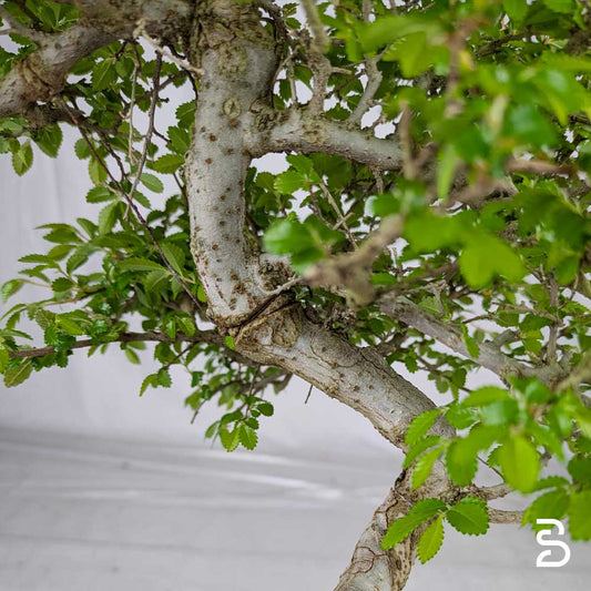 Prebonsai Olmo Zelkova Nire