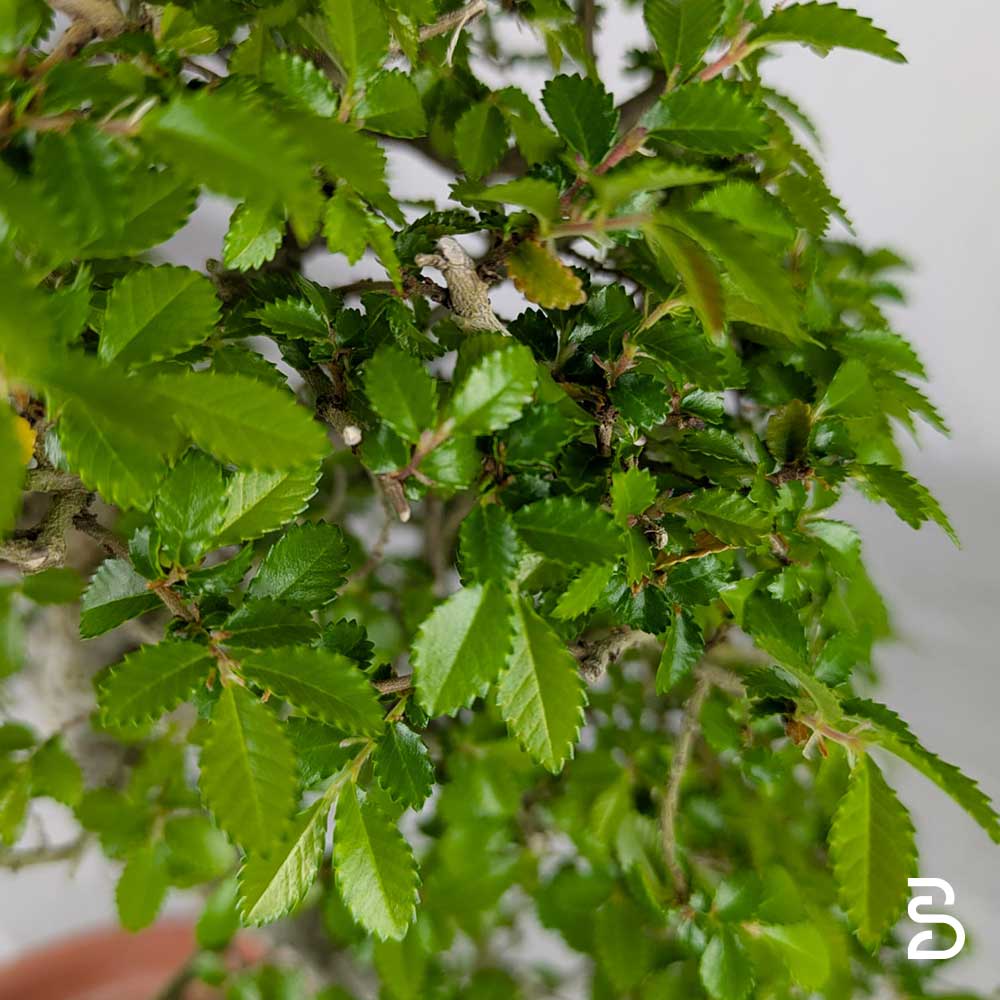 Prebonsai Olmo Zelkova Nire