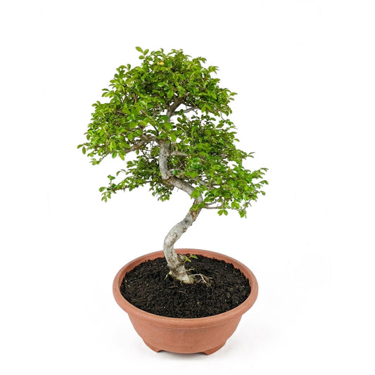 Prebonsai Olmo Zelkova Nire
