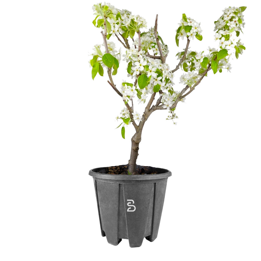 Prebonsai Pero