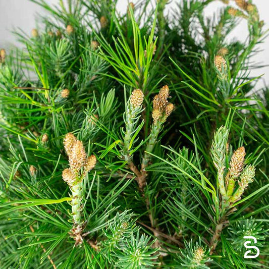 Prebonsai Pinus Halepensis - Pino d'Aleppo 12 anni