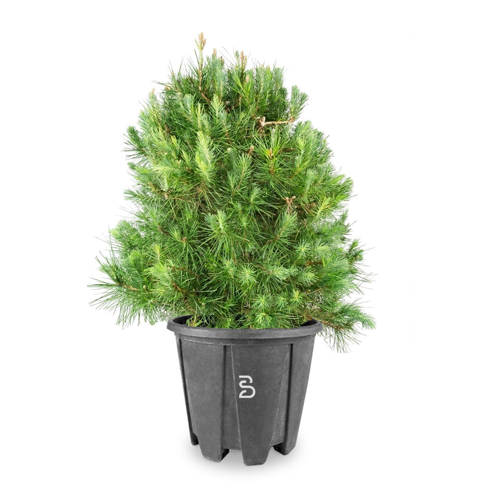 Prebonsai Pinus Halepensis - Pino d'Aleppo 12 anni