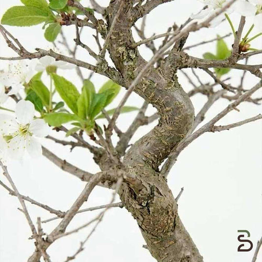 Prebonsai di Prugnolo (Prunus domestica) 15 Anni