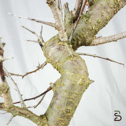 Prebonsai di Prugnolo (Prunus domestica) 15 Anni