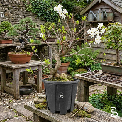 Prebonsai di Prugnolo (Prunus domestica) 15 Anni