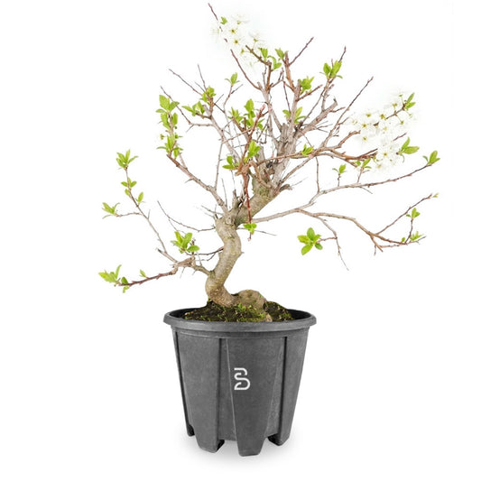 Prebonsai di Prugnolo (Prunus domestica) 15 Anni