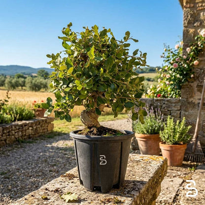 Quercia Sughera Prebonsai 12 anni