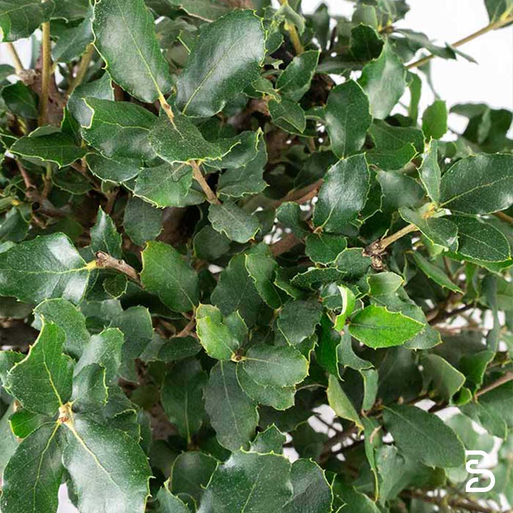 Quercia Sughera Prebonsai 12 anni