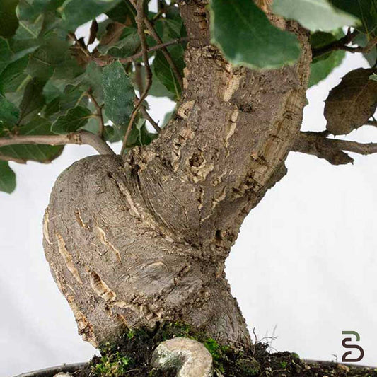 Quercia Sughera Prebonsai 12 anni