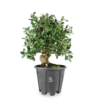 Quercia Sughera Prebonsai 12 anni