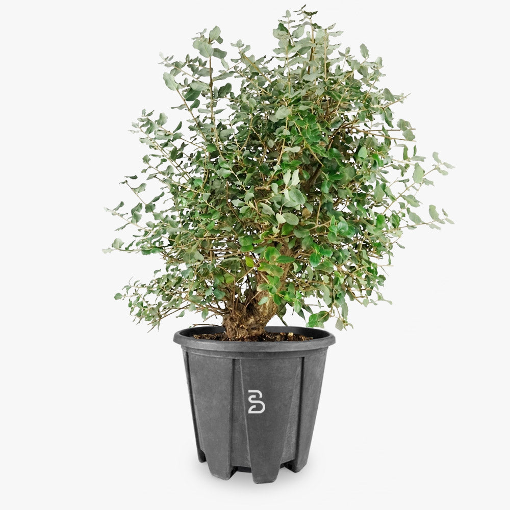 Quercia Sughera Prebonsai - Età 15 anni