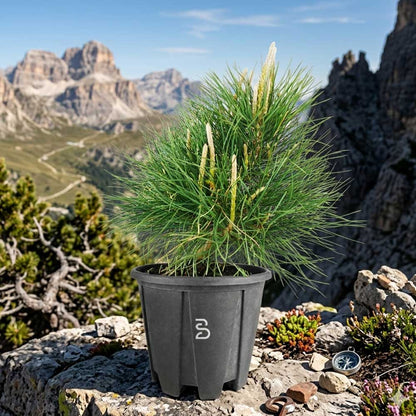 Pino Thumbergii (Pino Nero) Prebonsai 10 anni