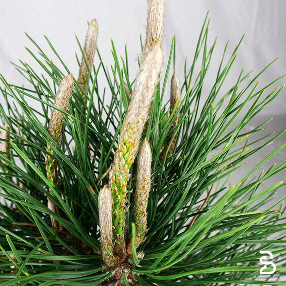 Pino Thumbergii (Pino Nero) Prebonsai 10 anni